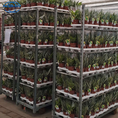 Container padrão 1350 * 565 * 1900mm Carrinho de flores de madeira compensada Armazenamento conveniente